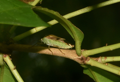 Hypoxys balteatus