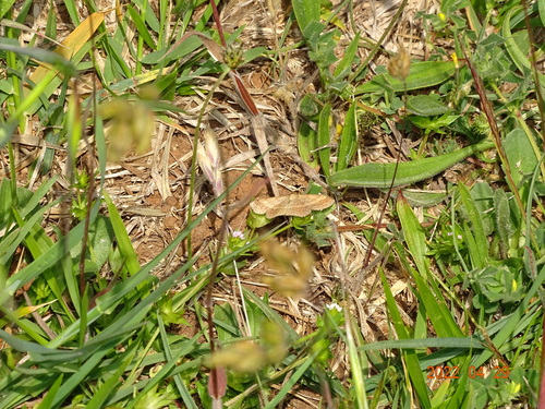 piadica nachová (Scopula rubiginata)