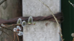Salix