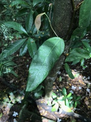 Ficus sarmentosa
