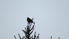 Turdus pilaris