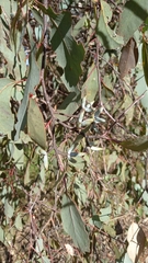 Eucalyptus albens