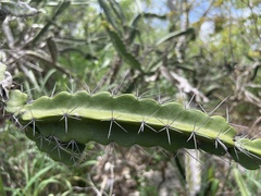 Leptocereus quadricostatus
