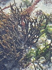 Bifurcariopsis capensis