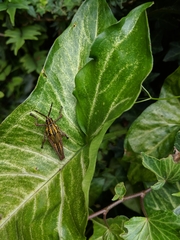 Taphronota calliparea
