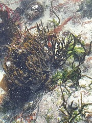 Bifurcariopsis capensis