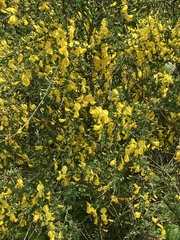 Cytisus scoparius