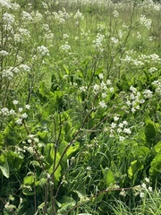 Anthriscus sylvestris
