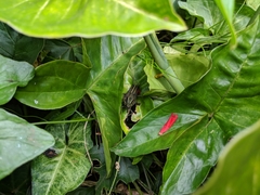 Taphronota calliparea