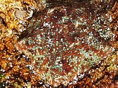 Parvulastra dyscrita