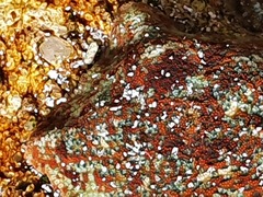 Parvulastra dyscrita