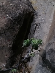 Cnidoscolus tehuacanensis