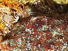 Parvulastra dyscrita