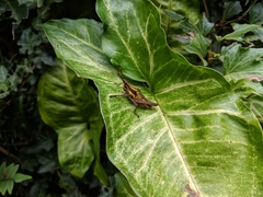 Taphronota calliparea