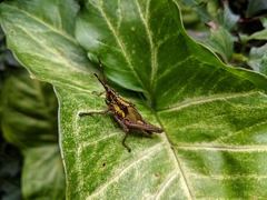 Taphronota calliparea