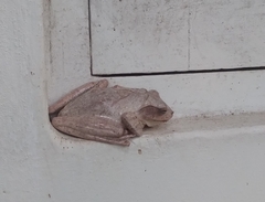 Polypedates cruciger