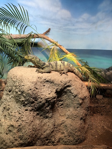 Butaan, Varanus olivaceus