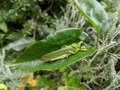 Taphronota calliparea