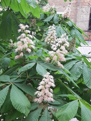 Aesculus hippocastanum