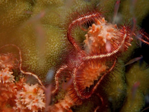 Ophiothrix foveolata image
