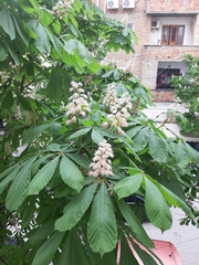 Aesculus hippocastanum