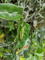 Taphronota calliparea