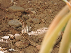 Aspidoscelis exsanguis