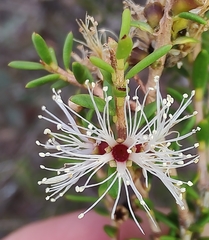 Melaleuca acuminata
