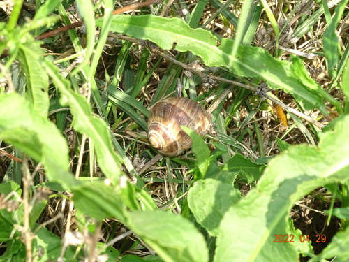 Poljar (Helix cincta)