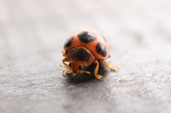 Diekeana admirabilis