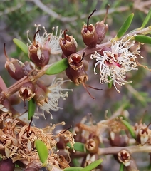 Melaleuca acuminata
