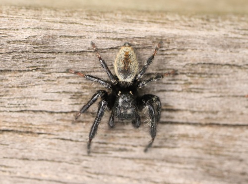 Carrhotus xanthogramma