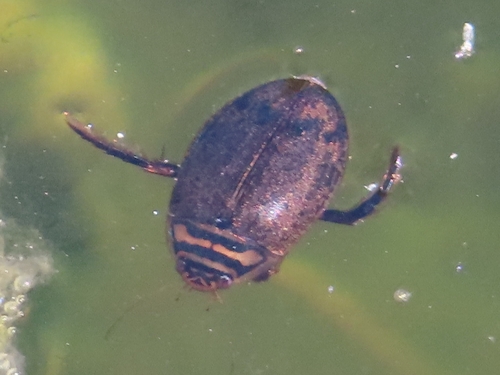 Lesser Diving-beetle, Linnaeusborg, 9747 AG Groningen, Netherlands, photo 10 of 10