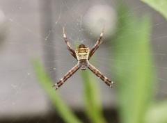 Argiope amoena