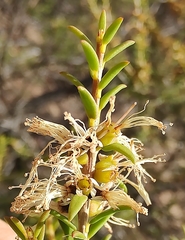 Melaleuca acuminata