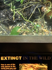 Nectophrynoides asperginis