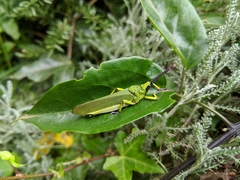 Taphronota calliparea