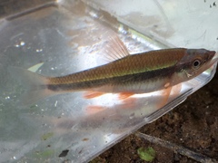 Notropis lutipinnis
