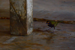 Tiaris olivaceus ravidus