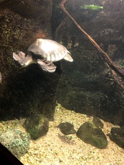 Carettochelys insculpta