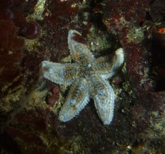 Pisaster