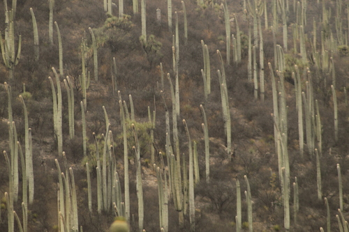 Cephalocereus columna-trajani (Cephalocereus columna-trajani)
