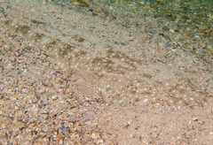 Platycephalus caeruleopunctatus