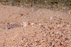 Platycephalus caeruleopunctatus