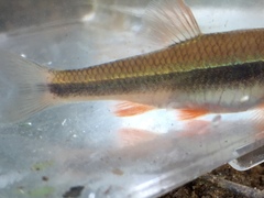 Notropis lutipinnis