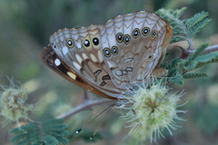 Asterocampa celtis antonia