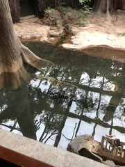 Crocodylus rhombifer