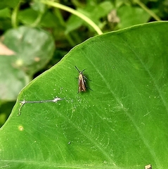 Lepidoptera