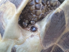 Hyalomma aegyptium