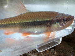 Notropis lutipinnis